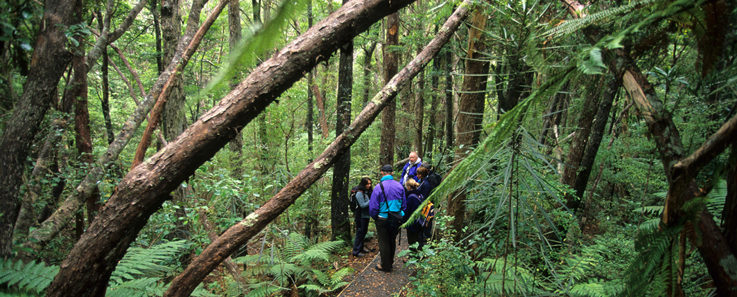 Guided Walk on Ulva Island with Ruggedy Range Wilderness Experience