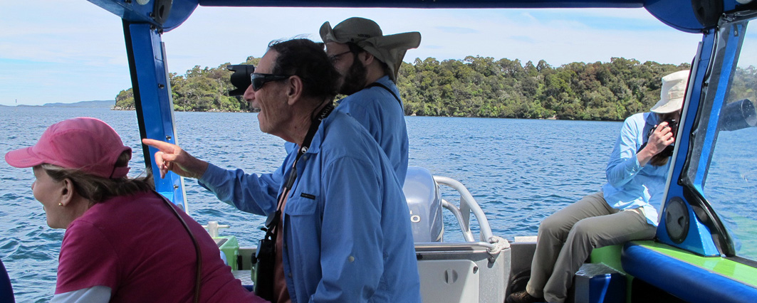 Aihe Eco Charters & Water Taxi Clients Watching Dolphins, Stewart Island