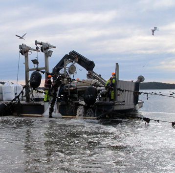 Mussel Harvesting, Big Glory Bay