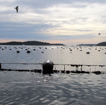 Mussel Lines - Big Glory Bay