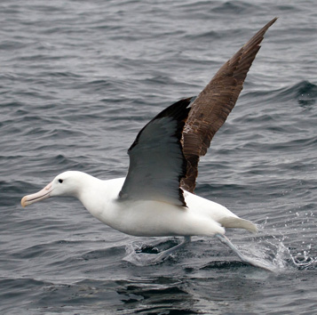 Southern Royal Albatross, on Aihe Pelagic Birding, Stewart Island