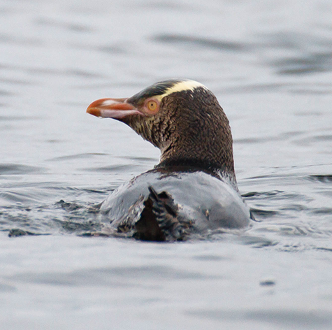 Yellow-eyed Penguin on Aihe Pelagic Birding, Stewart Island 