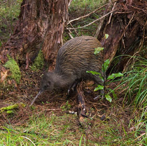 Kiwi along the Freshwater Valley, Stewart Island